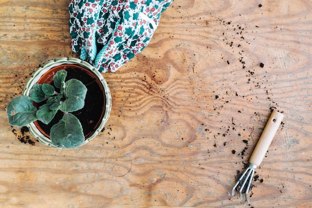 Cortar as mãos perto da planta em vaso