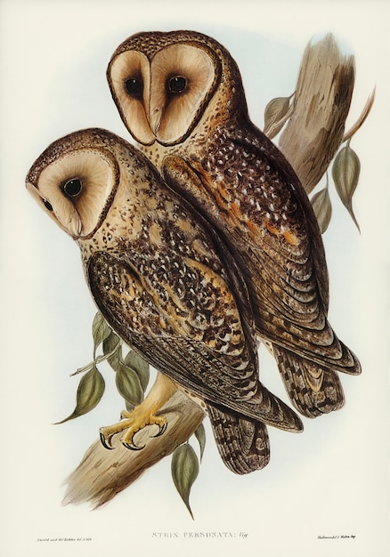 Coruja de celeiro mascarada (strix personata, vig) ilustrada por elizabeth gould