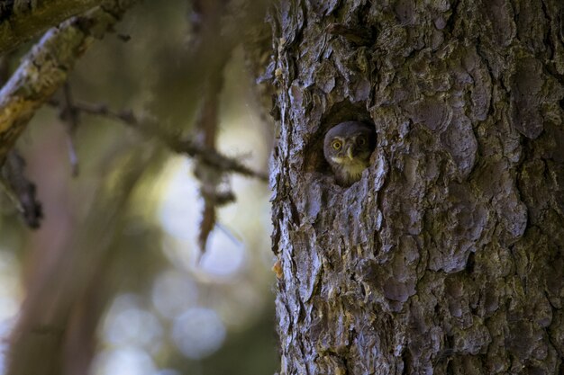 Coruja sentada em um bosque dentro de um tronco de árvore