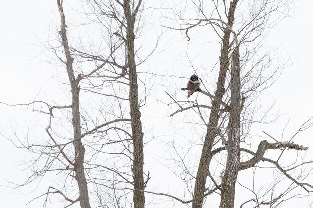 Coruja sentada em um galho no inverno durante o dia