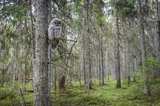 Coruja sentada no galho de uma árvore na floresta