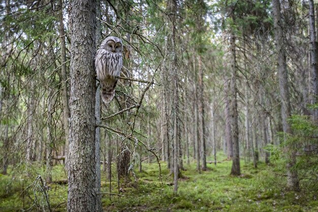 Coruja sentada no galho de uma árvore na floresta