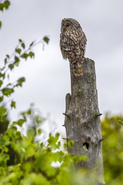 Coruja sentada no tronco de uma árvore na floresta