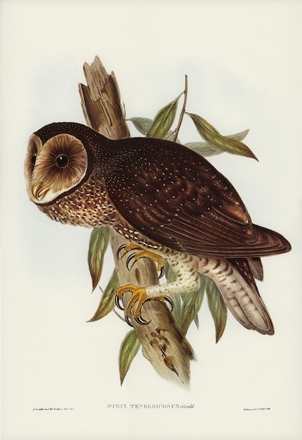 Coruja Sooty (Strix tenebricosus, Gould) ilustrada por Elizabeth Gould