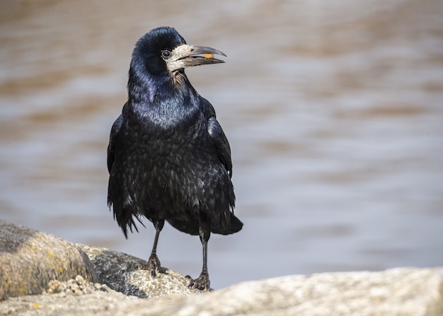 Corvo em pé perto da água com comida no bico