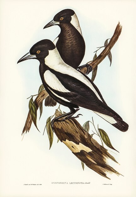 Corvo-Picanço-de-dorso-branco (Gymnorhina leuconota) ilustrado por Elizabeth Gould