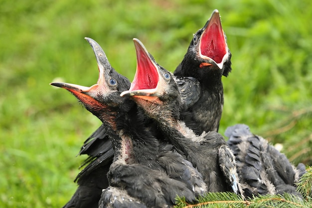 Foto grátis corvo preto no habitat natural