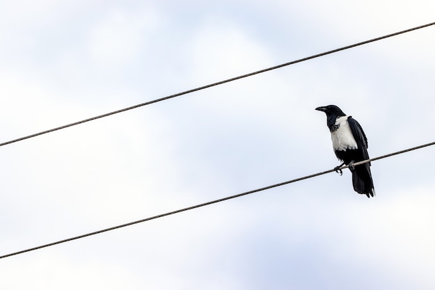corvo sentado em um fio