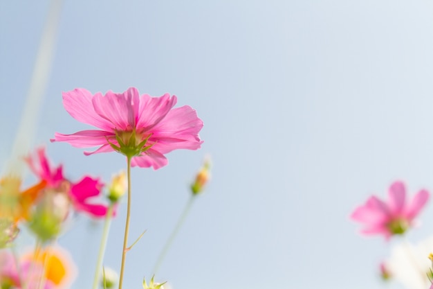 Cosmos de flores de beleza