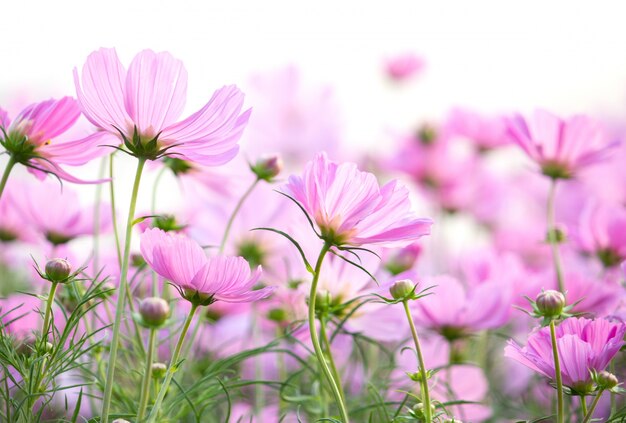 Cosmos flores isolado no fundo branco