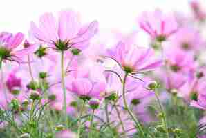 Foto grátis cosmos flores isolado no fundo branco