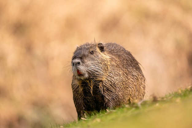 Coypu peludo está descansando na grama; um roedor