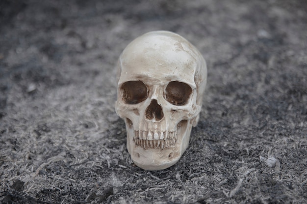 Crânio de cimento criado para sessões de fotos