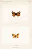 Foto grátis crescente da pérola (phyciodes tharos) das traças e borboletas dos estados unidos