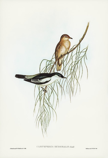 Cuckooshrike de ombros brancos (campephaga humeralis) ilustrado por elizabeth gould