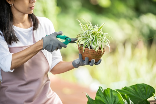 Cuidado com as plantas. poda para posterior floração exuberante. mãos femininas cortam os ramos e as folhas amareladas de uma planta ornamental com uma tesoura. mulher podando em seu jardim.