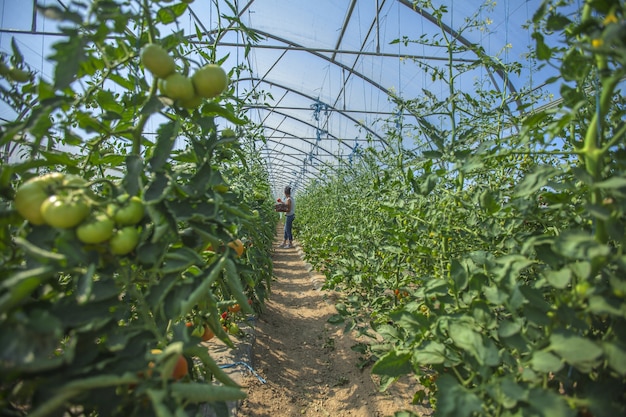 Cuidando dos vegetais em uma grande estufa