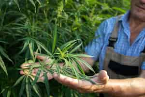 Foto grátis cultivo de plantas de cannabis ou cânhamo para medicina alternativa