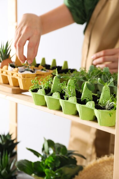 Cultivo de plantas em caixa de ovos forma criativa de cultivar plantas