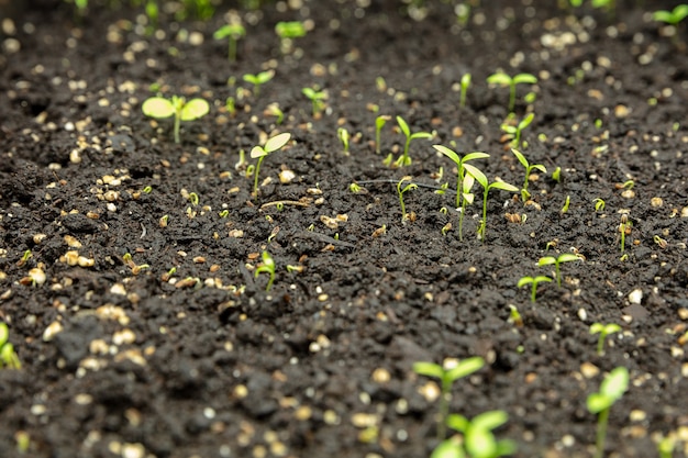 Cultivo de tulipas em uma estufa fabricada para sua celebração