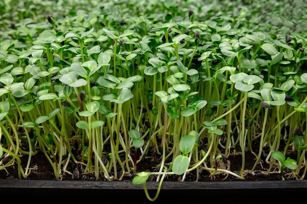 Cultivo de tulipas em uma estufa - manufatura para sua celebração. flores selecionadas da primavera.