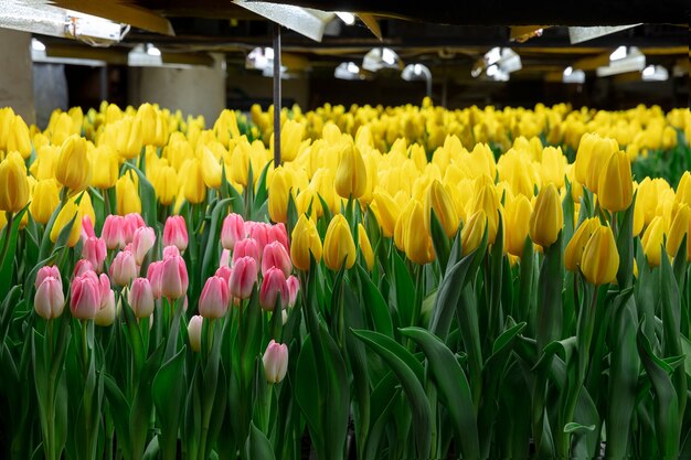 Cultivo de tulipas em uma estufa.