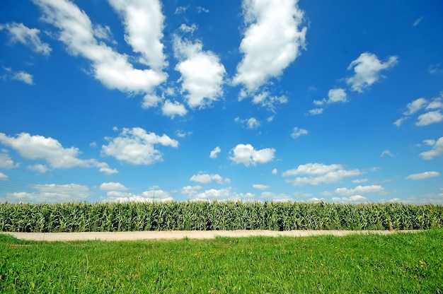 Culturas de campo com um céu com nuvens