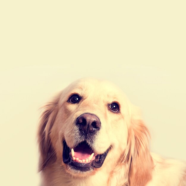 Cute golden retriever dog.