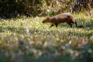 Foto grátis cutia selvagem de perto no habitat natural