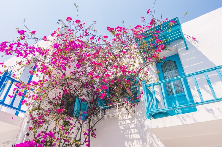 Foto grátis cyclades buganvílias viagens grécia blue