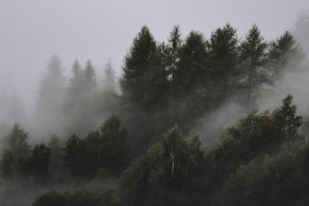 da floresta nublada