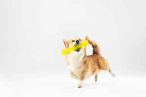 Foto grátis dança com extração. filhote de cachorro pembroke de welsh corgi em movimento. cachorrinho fofo fofo ou animal de estimação está jogando isolado no fundo branco. foto de estúdio. espaço negativo para inserir seu texto ou imagem.