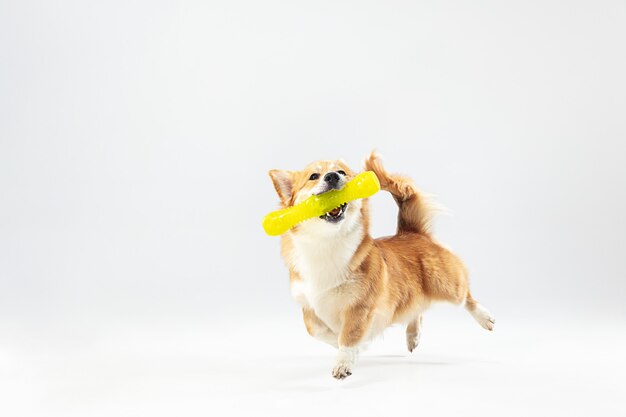 Dança com extração. Filhote de cachorro pembroke de Welsh corgi em movimento. Cachorrinho fofo fofo ou animal de estimação está jogando isolado no fundo branco. Foto de estúdio. Espaço negativo para inserir seu texto ou imagem.