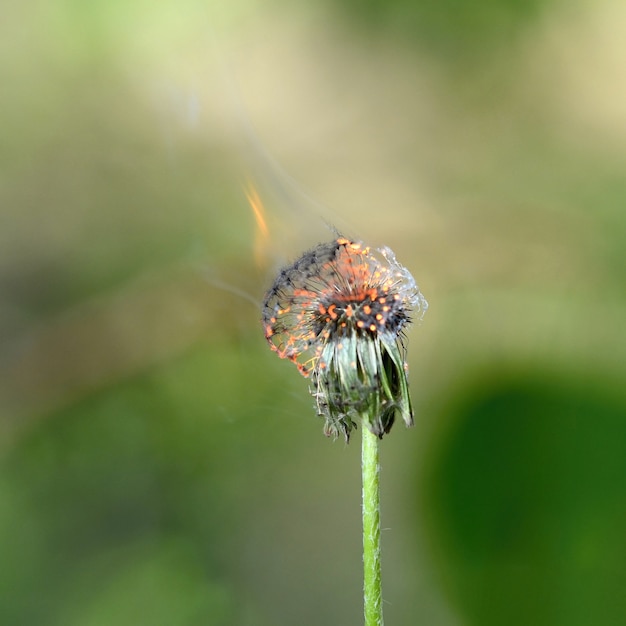 &quot;Dandelion burning in nature&quot;