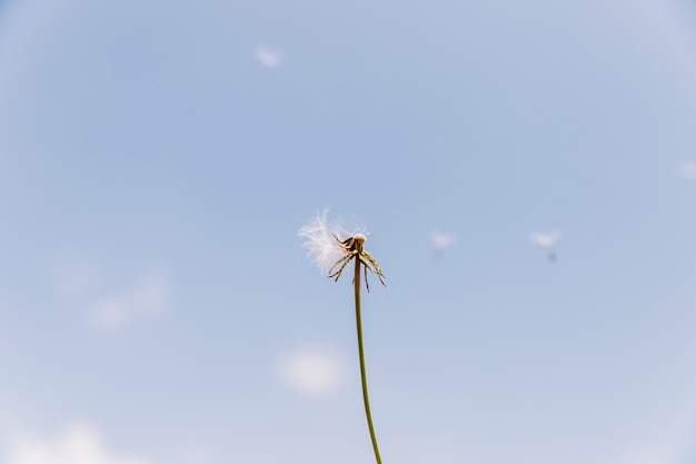 Dandelion exagerado com sementes voando com o vento