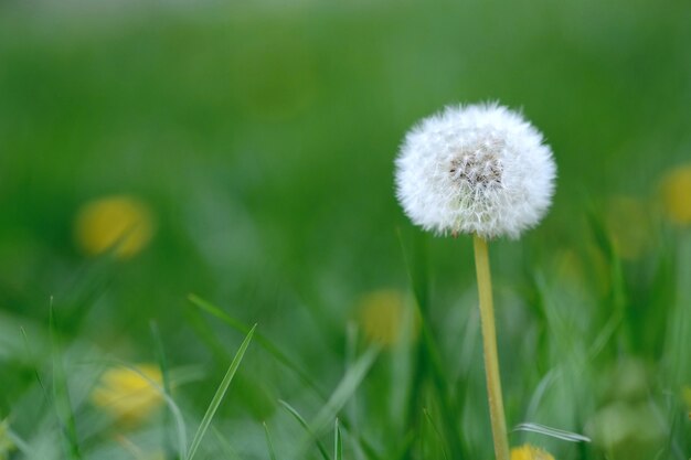 dandelion