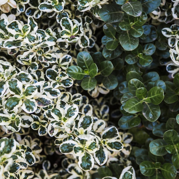 De cima delicadas plantas de jardim