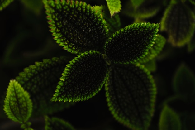 Foto grátis de cima folhas ornamentais