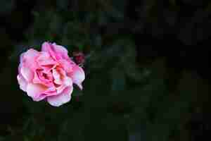 Foto grátis de cima rosa rosa