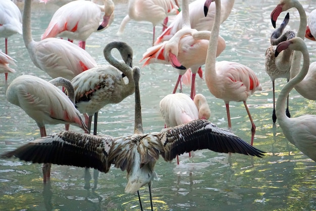 De flamingos na água