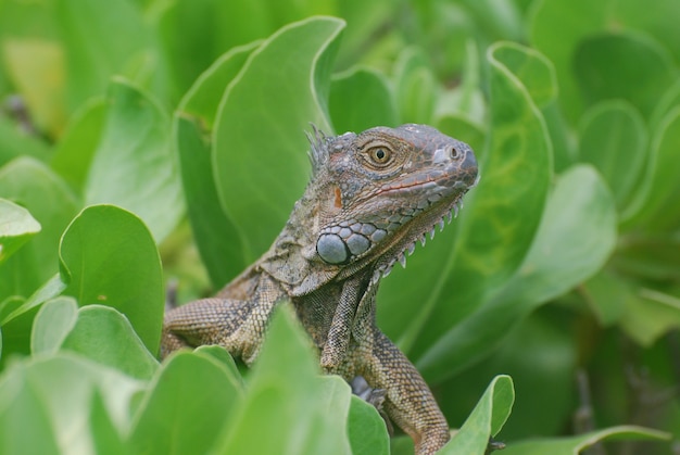 De perto com uma iguana comum empoleirada em um arbusto verde.