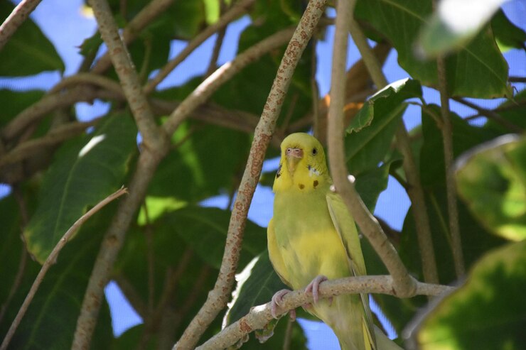 Foto grátis de perto, olhe para um periquito amarelo em um galho.