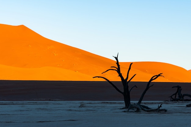 Deadvlei no parque nacional de Namib-Naukluft Sossusvlei em Namíbia - árvores inoperantes de Camelthorn contra dunas de areia alaranjadas com céu azul.