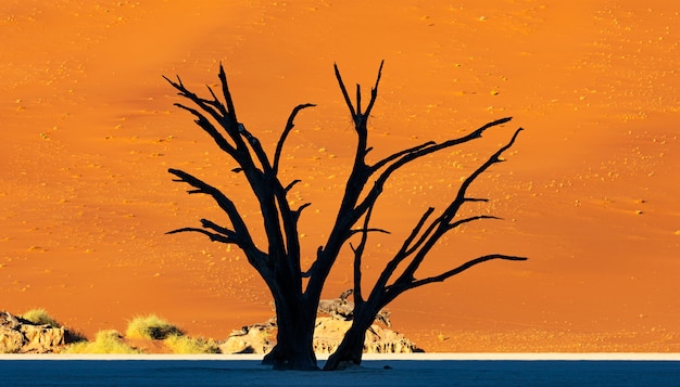 Foto grátis deadvlei no parque nacional de namib-naukluft sossusvlei em namíbia - árvores inoperantes de camelthorn contra dunas de areia alaranjadas com céu azul.