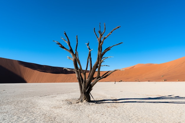 Deadvlei no parque nacional de namib-naukluft sossusvlei em namíbia - árvores inoperantes de camelthorn contra dunas de areia alaranjadas com céu azul.