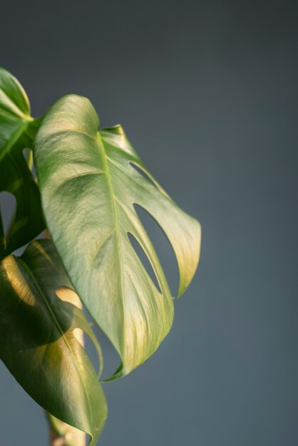 Deco de plantas bonitas e modernas