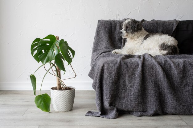 Deco de plantas bonitas e modernas