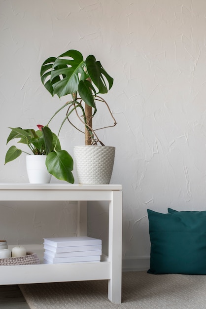 Deco de plantas bonitas e modernas