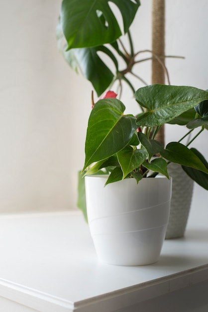 Foto grátis deco de plantas bonitas e modernas