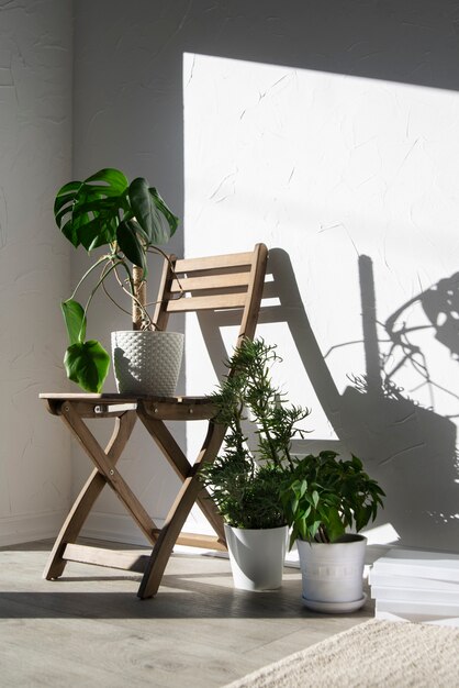 Deco de plantas bonitas e modernas